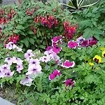 Minihotel Iris Bed & Breakfast